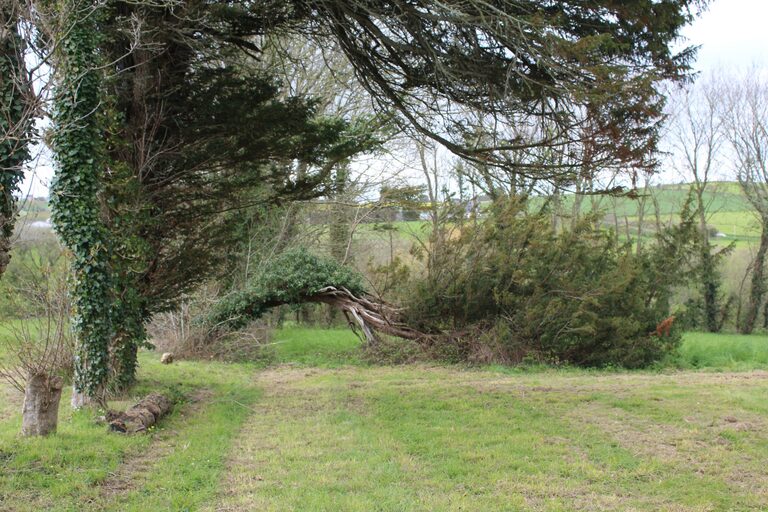 Sentier bordé d’arbres près de la chapelle Saint-Nicodème à Ploéven, avec un arbre courbé envahi de lierre